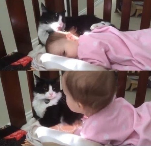 사진제공='아기 쓰다듬는 고양이'/유튜브