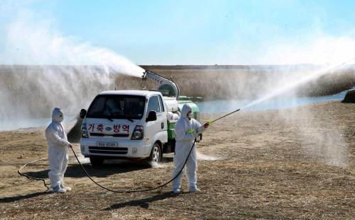 '오리 2만여 마리 살처분' 사진출처 =동아일보 DB