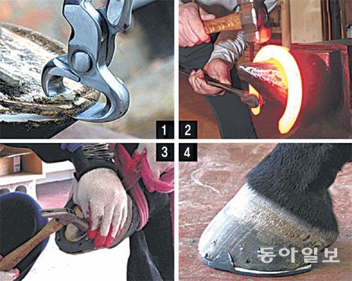 편자를 교체하는 과정. ①말발굽에서 헌 편자를 떼어낸다. ②말에 맞는 편자를 새로 만든다. ③새 편자를 말에게 달아준다. ④새 편자를 신은 말의 발굽. 김태인 씨 제공