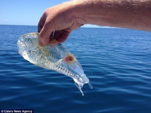 투명인간 닮은 물고기
사진= 외국 온라인 커뮤니티