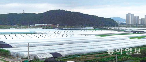 호수공원이 들어설 대전 서구 도안동. 현재는 농작물을 재배하는 비닐하우스들이 즐비하다. 뒤쪽으로 도안신도시의 아파트들이 보인다. 대전시 제공