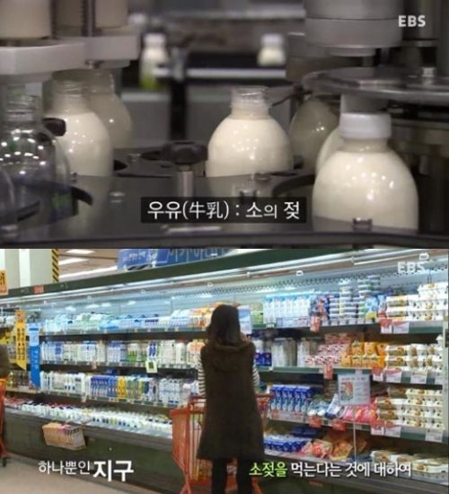 우유 유해성 사진 출처 = EBS 우유, 소젖을 먹는다는 것에 대하여 방송 중 캡쳐