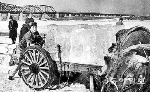 1950년대 꽁꽁 얼어붙은 한강에서 인부들이 채취한 얼음덩이를 소달구지에 실어 나르는 모습. 조선시대에도 이처럼 겨울에 톱으로 한강 얼음을 잘라내 빙고에 저장했다가 여름에 사용했다. 동아일보DB
