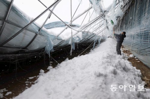 ‘눈 폭탄아! 이제 그만.’ 동해안 지역에 닷새째 폭설이 이어진 10일 오전 강원 강릉시 월호평동의 무너진 비닐하우스에서 한 농민이 추가 붕괴를 막기 위해 남아있는 눈을 털어내고 있다. 강릉=박영대 기자 sannae@donga.com