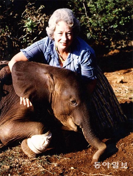 저자 대프니 셸드릭과 아프리카 코끼리 ‘올멕’이 1989년 함께 찍은 사진. 1987년 케냐 마랄랄 국립공원에서 구조된 올멕은 당시 생후 1개월이었는데 일광화상까지 입고 극도로 쇠약해진 상태였다. 그러나 데이비드 셸드릭 야생동물 트러스트의 보호를 받고 건강을 되찾은 뒤 야생으로 돌아갔다. 문학동네 제공