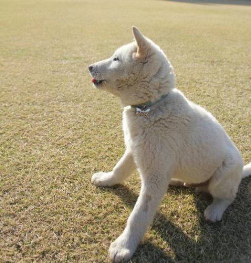 사색하는 개 사진 출처 = 동아일보 DB (사진은 기사와 관련 없음)