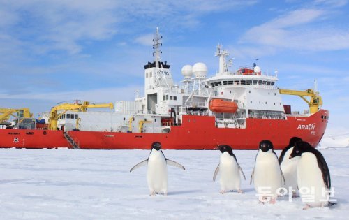 쇄빙선 아라온호가 장보고 기지 앞 얼음바다에 도착하자 남극의 아델리펭귄들이 마치 환영이라도 하는 듯 나타났다. 지난해 12월 아라온호가 기지 건설 인력을 싣고 갔을 때의 모습이다. 임완호 다큐PD 촬영