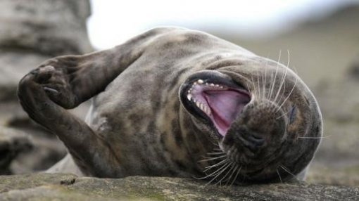 웃음보 터진 물개