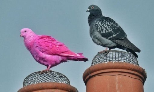분홍색 비둘기 포착