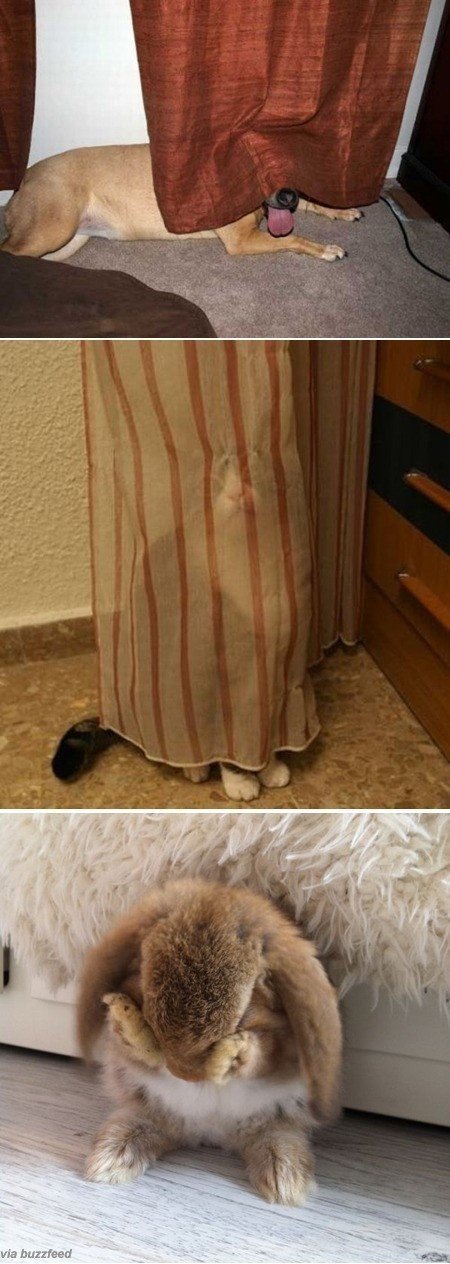 숨바꼭질하는 동물들