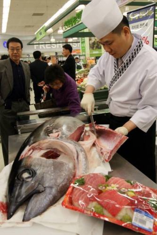 참치데이
사진= 동아일보 DB