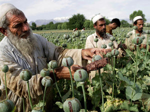 마약 원초인 양귀비를 키우는 아프칸의 농부들. 뉴시스