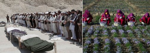 탈레반 폭탄테러 희생자들의 장래식.(왼쪽) 마약원료인 양귀비를 수확하는 아프간 여성들.(오른쪽)