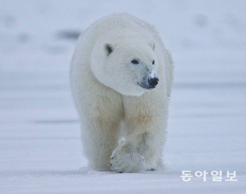 지구상의 모든 생물종과 이들이 서식하는 생태계 그리고 생물이 지닌 유전자를 보호하기 위해 세계는 ‘생물 다양성협약’을 채택했다. 이는 생물자원에 대한 각국의 주권을 인정하는 계기가 되면서 생물자원 제공국과 이용국 사이에는 팽팽한 긴장감이 감돌고 있다. 동아일보DB