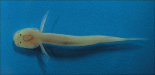 출처= 문화재청