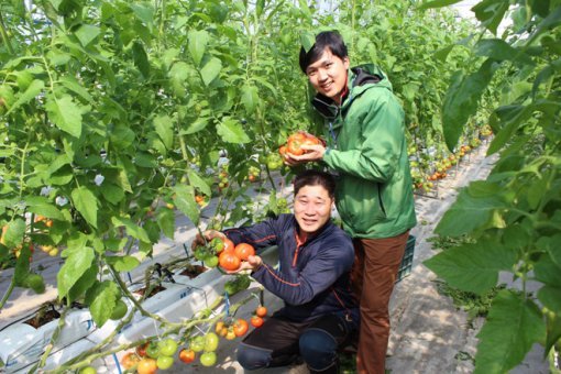 아모제푸드 직원들이 직접 아모제팜을 찾아 이번 메뉴의 주 재료인 토마토의 신선도를 직접 확인하고 있다. (사진=아모제푸드 제공)