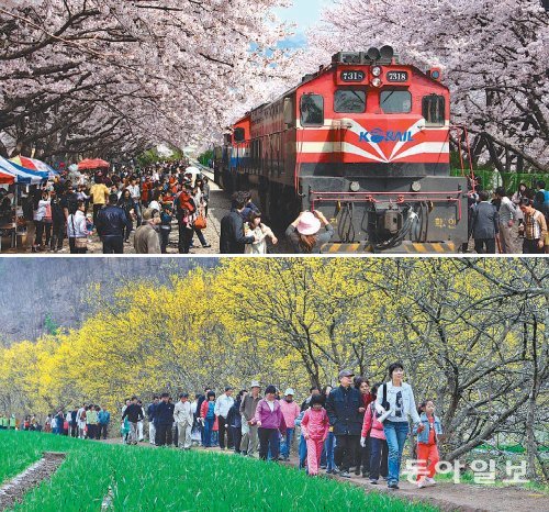 벚꽃과 열차가 아름다운 풍광을 만들어내는 진해 경화역(위쪽 사진). 의성 산수유축제를 찾은 관광객들이 산수유 꽃길을 따라 걷고 있다. 창원시·의성군 제공