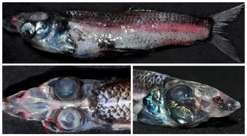 사진=데일리메일 캡쳐