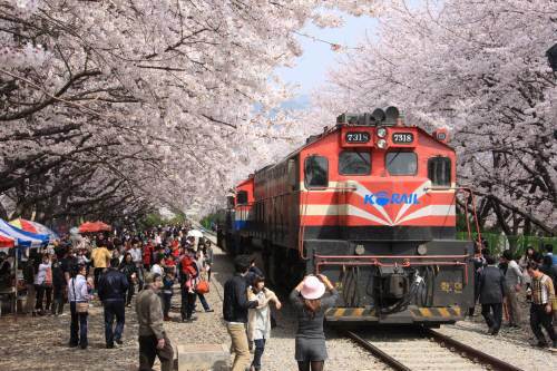 벚꽃과 열차가 아름다운 풍광을 만들어내는 진해 경화역(사진). 의성 산수유축제를 찾은 관광객들이 산수유 꽃길을 따라 걷고 있다. 창원시·의성군 제공