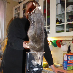 40cm 거대 쥐 출몰 | 사진 출처=벵트손-코소스 가족