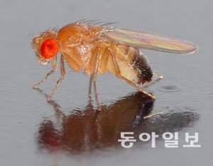 ‘강풍 속 초파리 비행원리’ 초파리 자료사진=동아일보DB