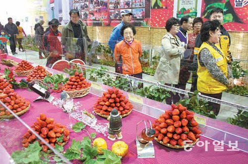 제16회를 맞는 충남 논산 딸기축제가 올해에는 요일별 다양한 행사가 마련되는 등 역대 최대 규모로 열린다. 사진은 지난해 축제 모습. 동아일보 DB