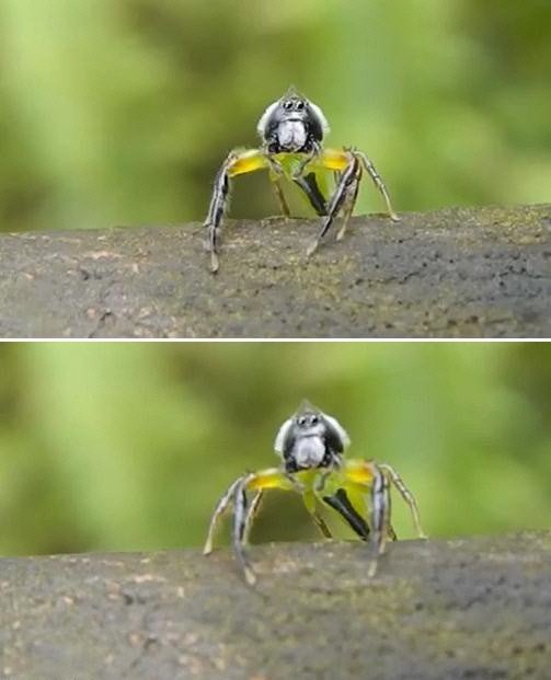 깜짝 놀란 거미