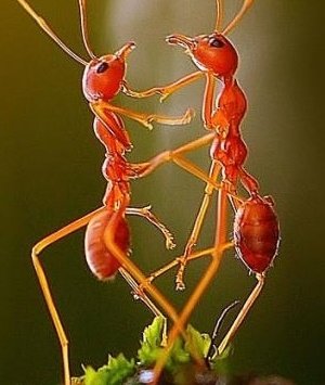 춤추는 개미 커플