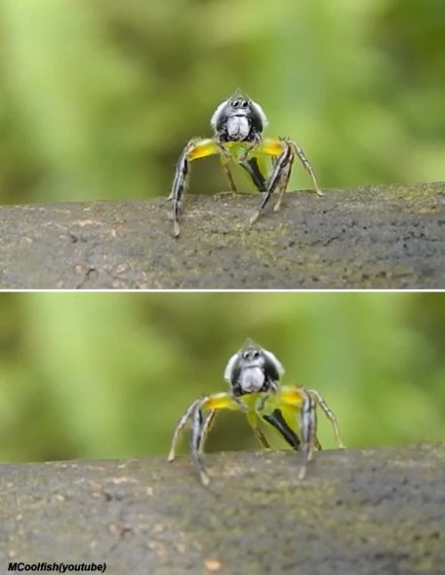 깜짝 놀란 거미. 사진 = 유튜브 영상 화면 촬영