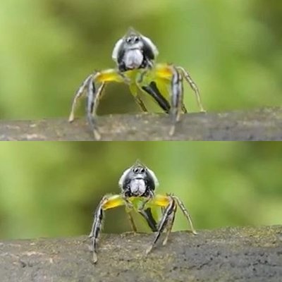 깜짝 놀란 거미