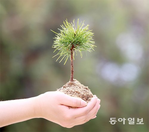 지난달 28일 강원 평창군 대관령 산간양묘장에서 촬영한 2년생 잣나무 묘목 모습. 본보와 기후변화센터의 ‘나무 한 그루, 푸른 한반도’ 캠페인은 양묘 조림은 물론이고 식량, 땔감과 소득보전 해법도 포괄한 종합 계획을 지향한다.

평창=전영한 기자

scoopjyh@donga.com