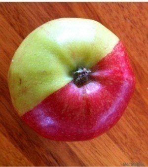 두 얼굴의 사과 공개