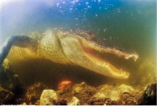 사진=데일리메일 캡쳐