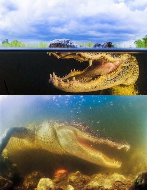 출처= 영국 데일리메일