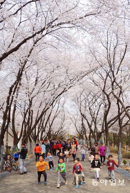 2일 현재 80% 개화한 경기 부천시 도당동 벚꽃. 축제가 열리는 이번 주말 만개해 장관을 이룰 것으로 보인다. 부천시 제공