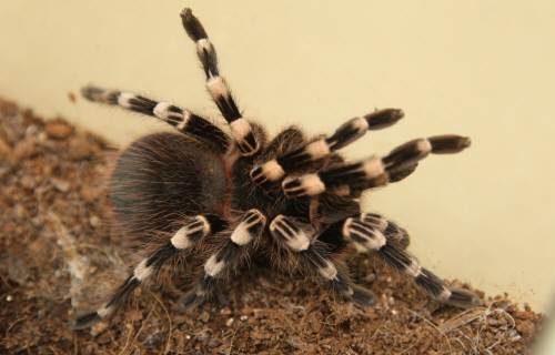 맹독거미 화석 사진= 동아일보 DB (해당 사진은 기사 내용과 관련 없음)