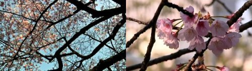 '봄꽃 축제 일정' '벚꽃의 꽃말' (사진=동아닷컴 온세상)