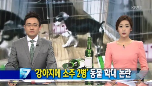 '강아지 만취 영상'. KBS 제공