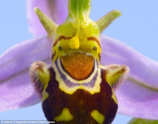 슈렉 닮은 난초 (출처= 영국 데일리메일)