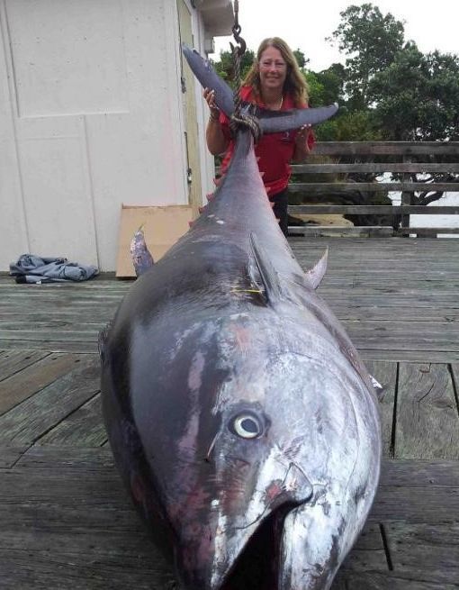 411.6kg 초대형 참치 (출처=영국 데일리메일)