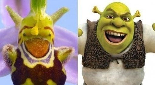 슈렉 닮은 난초