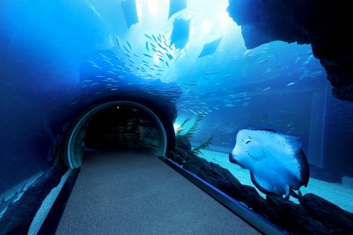 해양생물체험관 '디 아쿠아'의 수중터널.
