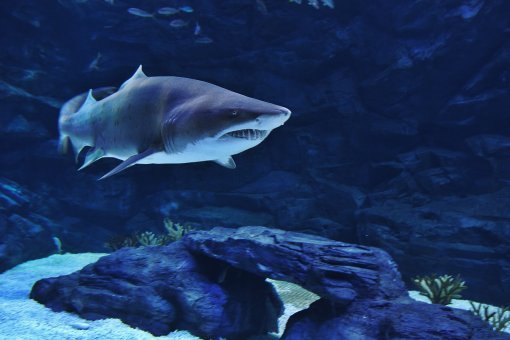 아쿠아플라넷 일산에서 덩치가 가장 큰 해양생물 샌드타어거스 상어. 현재는 1.5m지만 3년후에는 3-4m까지 자랄 예정이다.