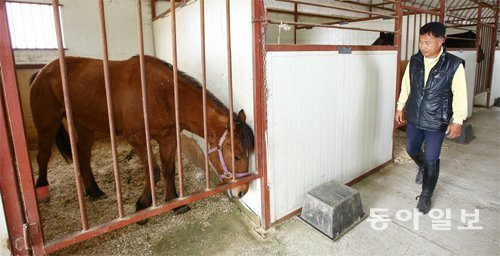 “언제쯤 달릴 수 있을까”



9일 김민태 씨가 경기 평택시 고덕면에 있는 자신의 마사(馬舍)를 둘러보고 있다. 김 씨는 2년 전 승마장을 세우기 위해 키우던 소를 팔고 말을 사들였지만 해당 지방자치단체는 승마장 영업허가를 내주지 않고 있다. 평택=전영한 기자 scoopjyh@donga.com