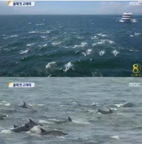 울산 참돌고래 떼 발견. 사진 = MBC 8 뉴스데스크 화면 촬영