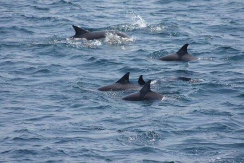 울산 참돌고래 떼 발견. 사진 = 울산시 SNS