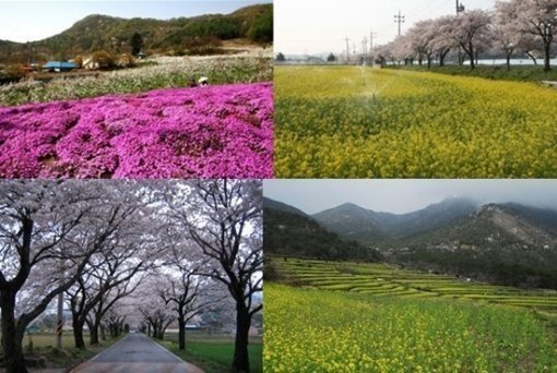 사진제공=봄꽃 휴양마을 10선/농림축산식품부