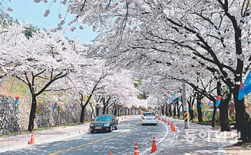 청풍호 주변에 만개한 벚꽃. 제천시 제공