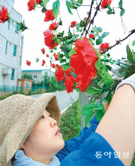 2010년 천안함 폭침 사건이 발생한 서해 최북단 섬 백령도에 ‘예술의 꽃’이 활짝 피었다. 2011년부터 진행중인 ‘평화미술 프로젝트’에는 국내외 예술가들이 참여해 평화를 염원하는 다양한 이벤트를 벌이고 있다. 사진은 제일교포 3세 설치작가인 김수미 씨가 백령도 해병대 관사 울타리 철망에 장미꽃 조화를 설치한 로즈라인 프로젝트. 인천아트플랫폼 제공