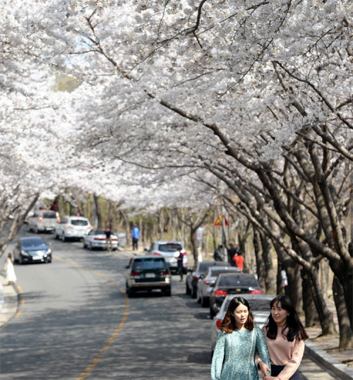 2014년 대구 동구 팔공산 벚꽃축제가 열린 순환도로에서 시민들이 봄날 정취를 만끽하며 산책하고 있다. 대구 동구 제공